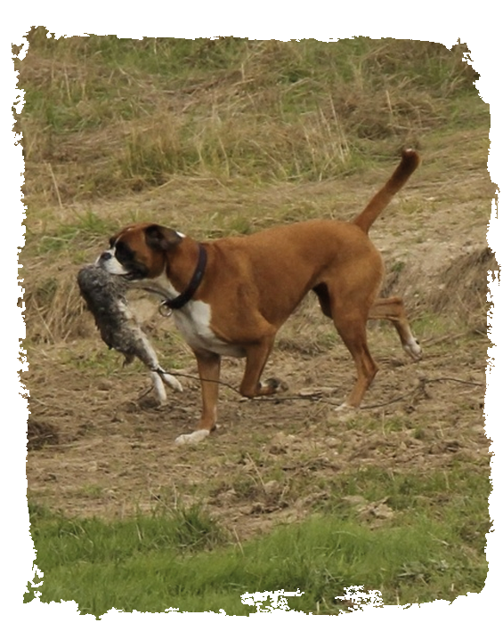 boxer